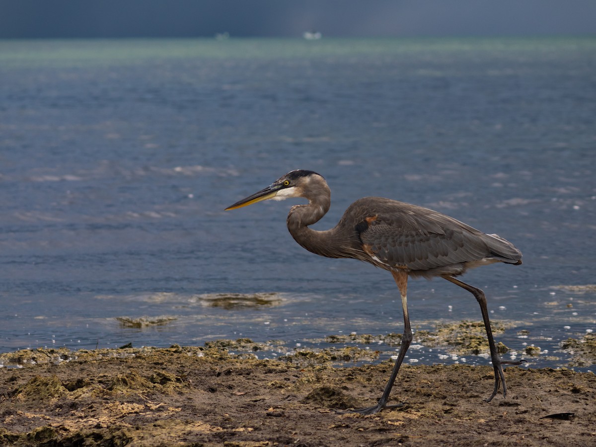 Great Blue Heron - ML644279823