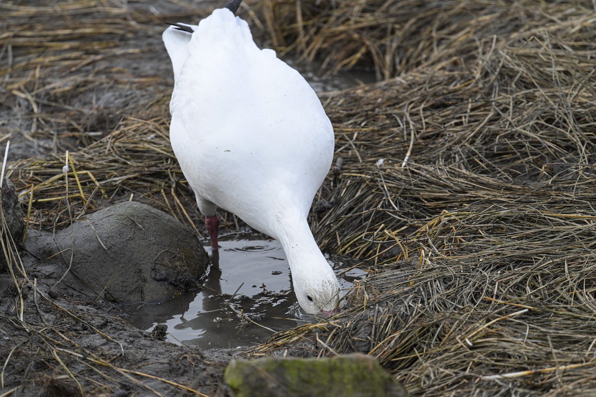 Snow Goose - ML644279824