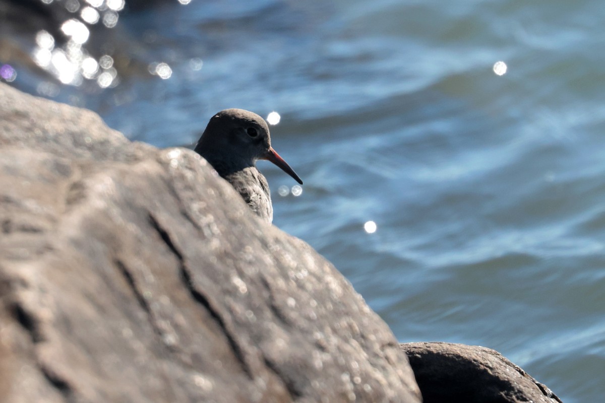 Purple Sandpiper - ML644279825