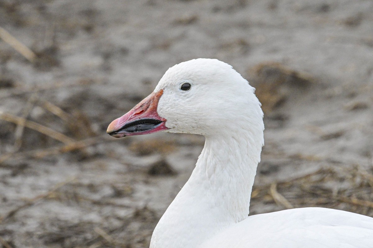 Snow Goose - ML644279826