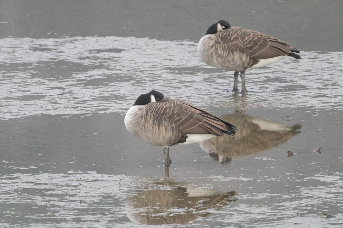 Canada Goose - ML644279829