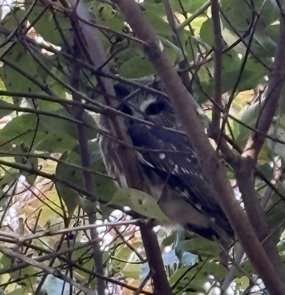 Northern Saw-whet Owl - ML644279830