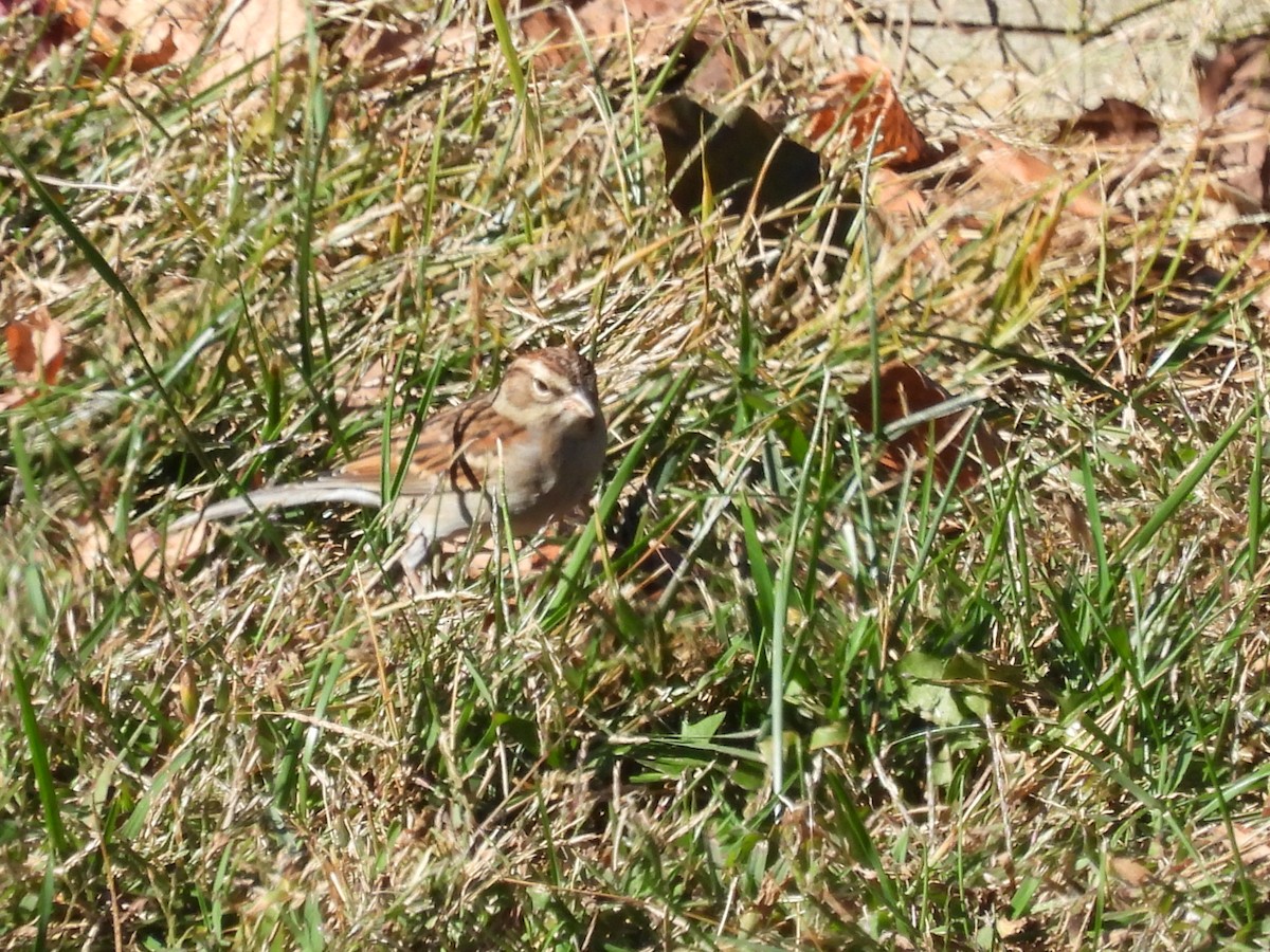 Chipping Sparrow - ML644279832