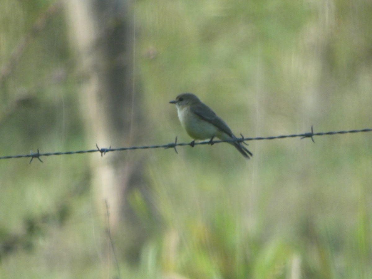 Eastern Yellow Robin - ML644279833
