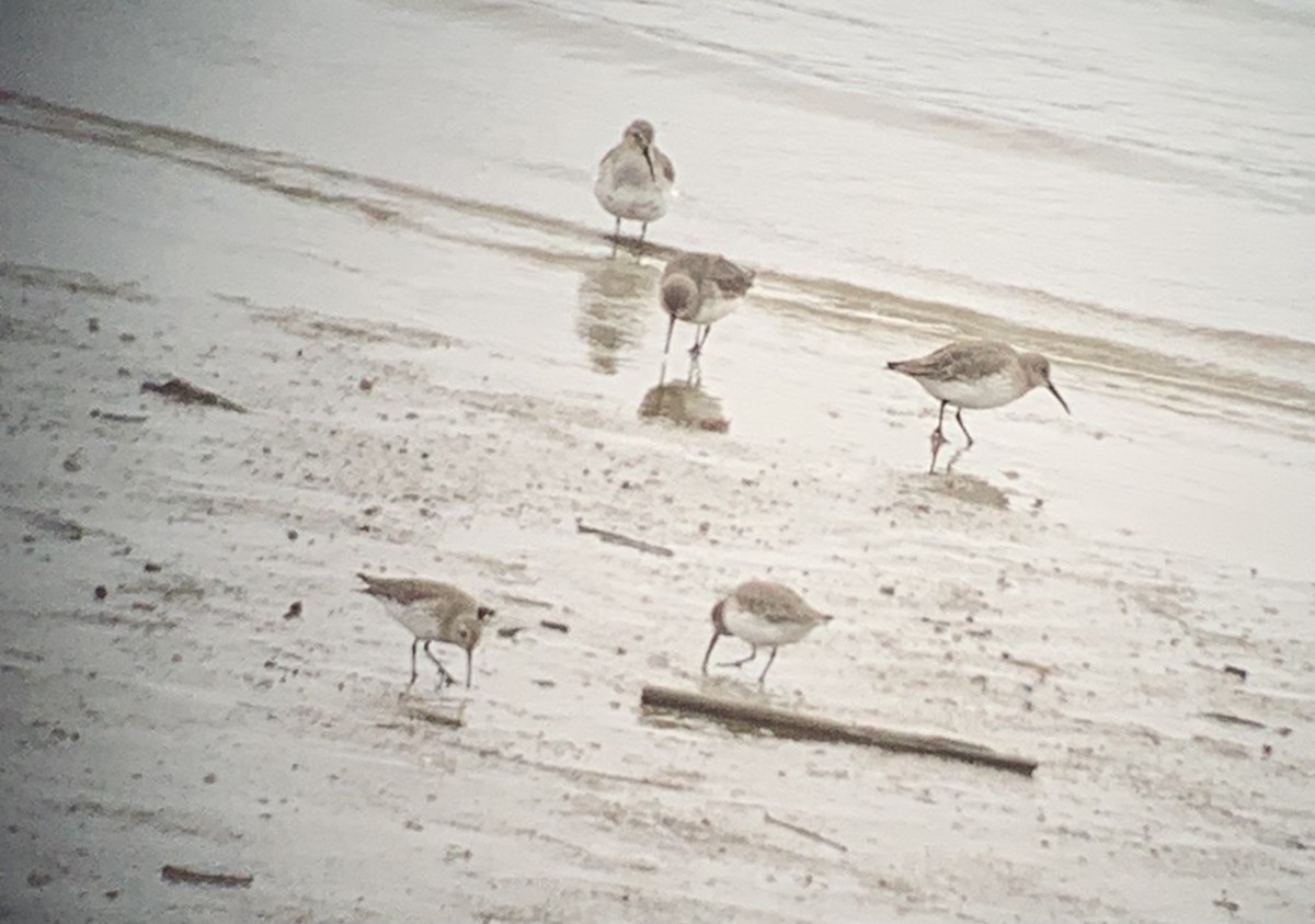 Dunlin - ML644279834