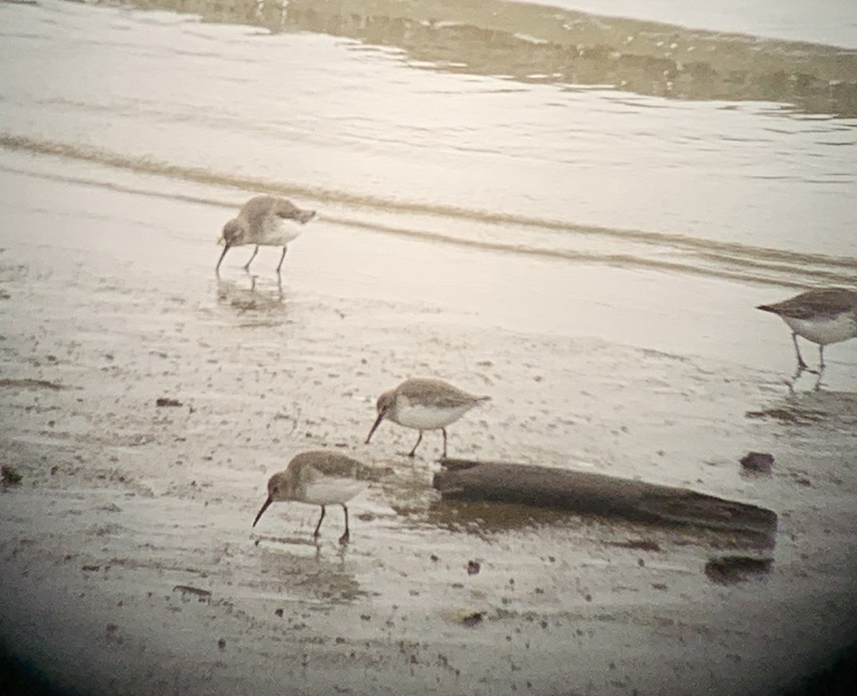 Dunlin - ML644279835