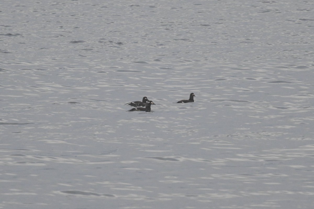 White-winged Scoter - ML644279836