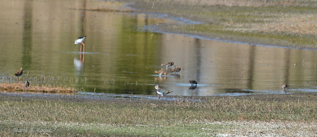 Common Snipe - ML644279837
