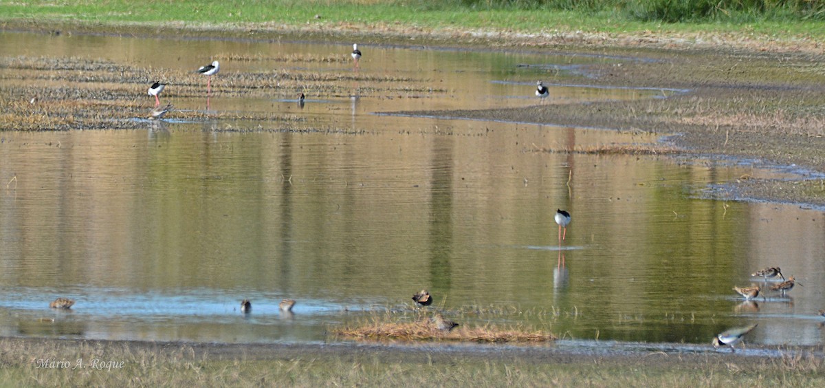 Common Snipe - ML644279838