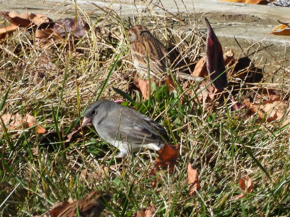 Dark-eyed Junco - ML644279842