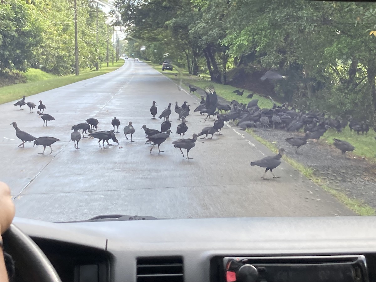 Black Vulture - ML644279855