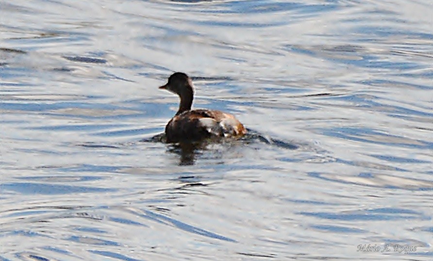 Хурган шунгуур - ML644279867