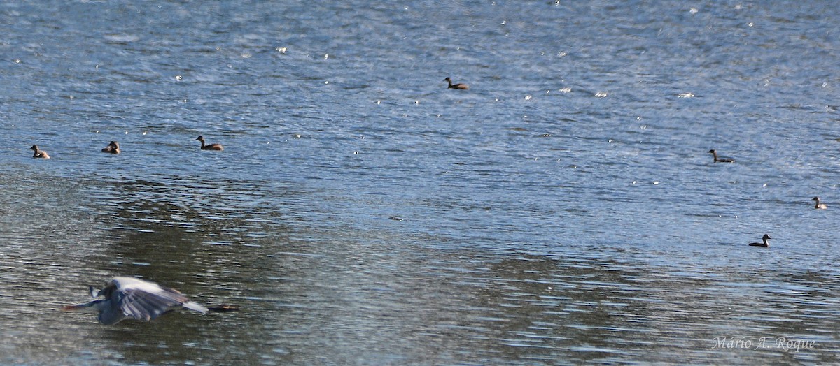 Хурган шунгуур - ML644279868