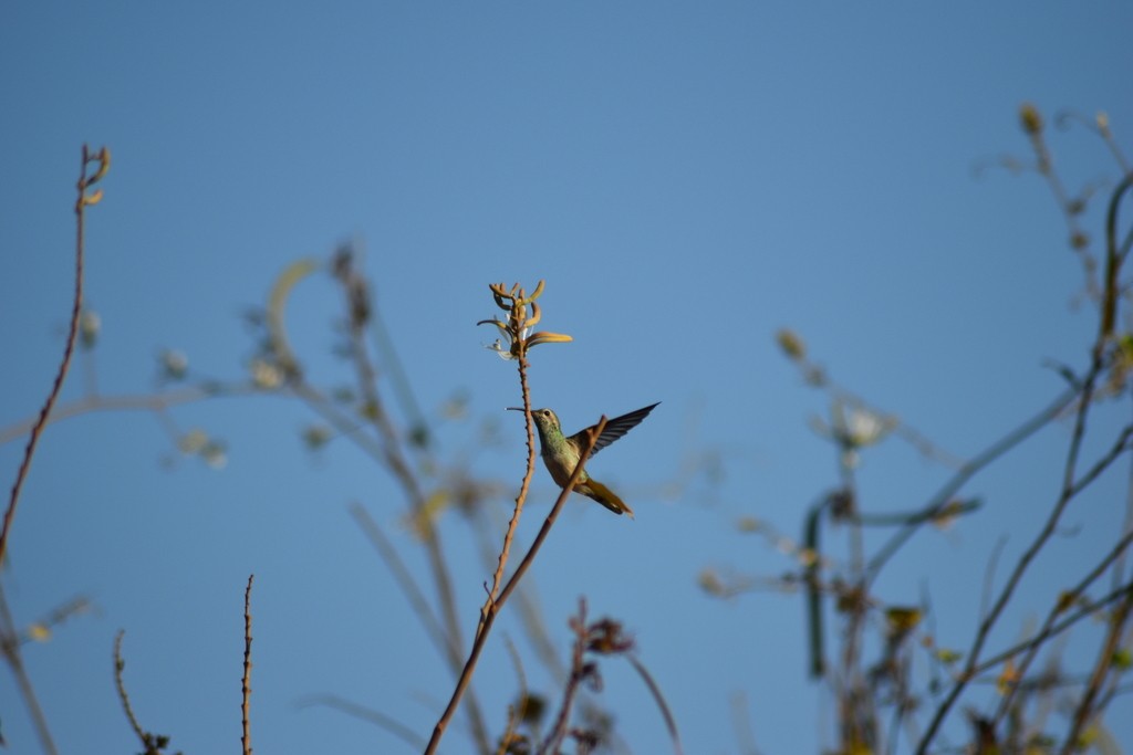 White-tailed Goldenthroat - ML644279879