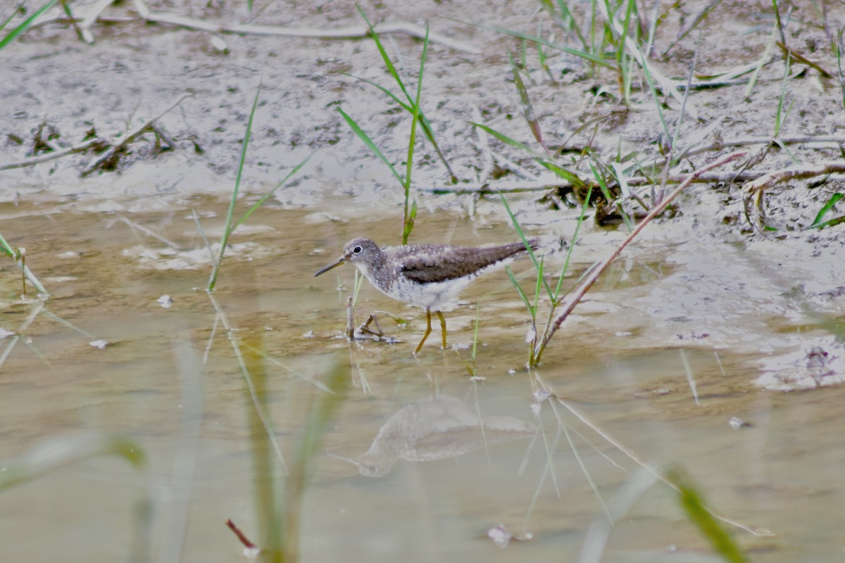 Solitary Sandpiper - ML644279905