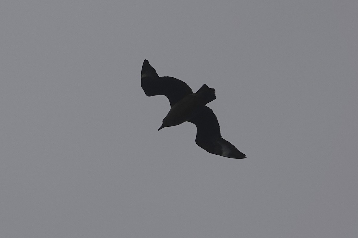 Great Skua - ML644279906