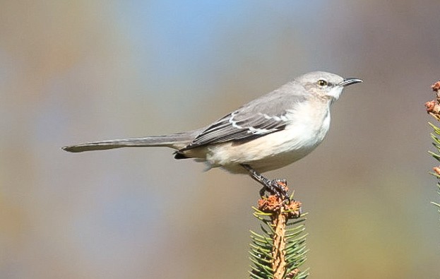 Northern Mockingbird - ML644279909