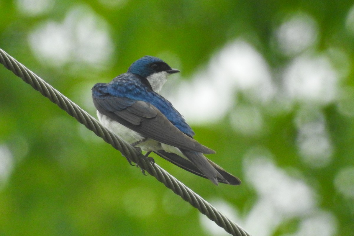 Tree Swallow - ML644279926