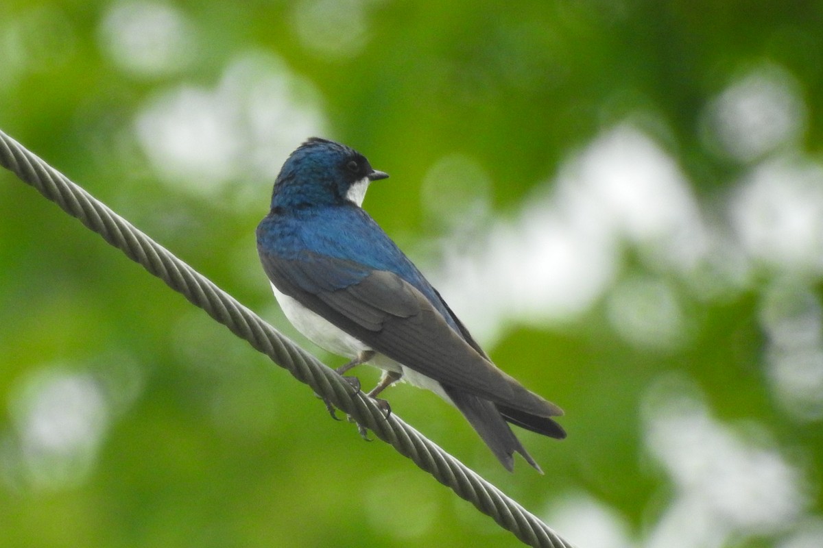 Tree Swallow - ML644279927