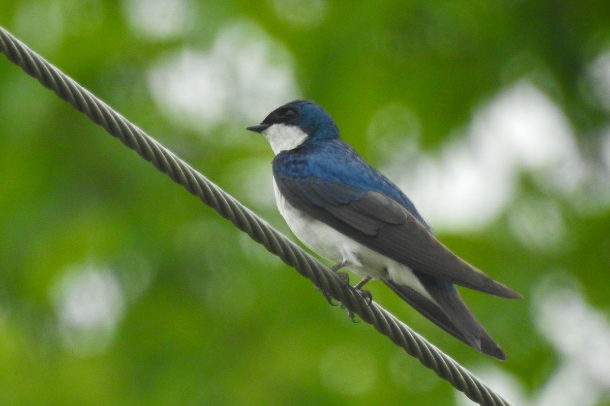 Tree Swallow - ML644279928