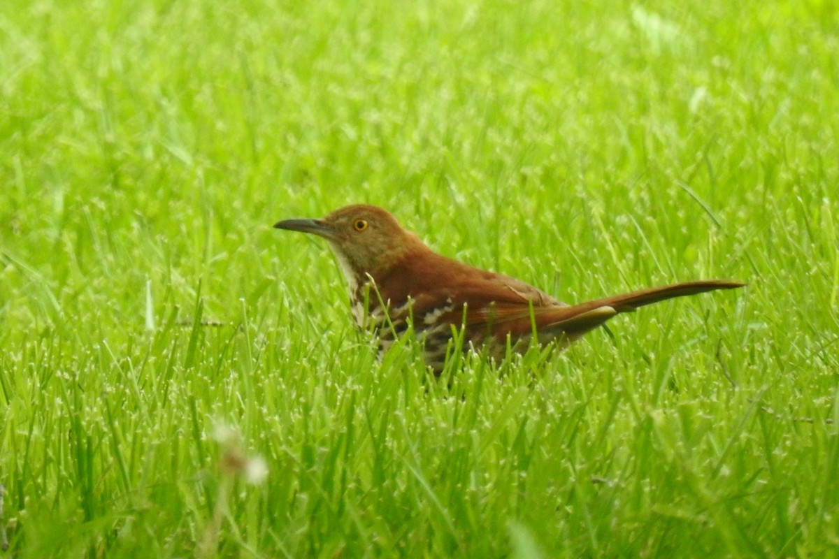 Brown Thrasher - ML644279940