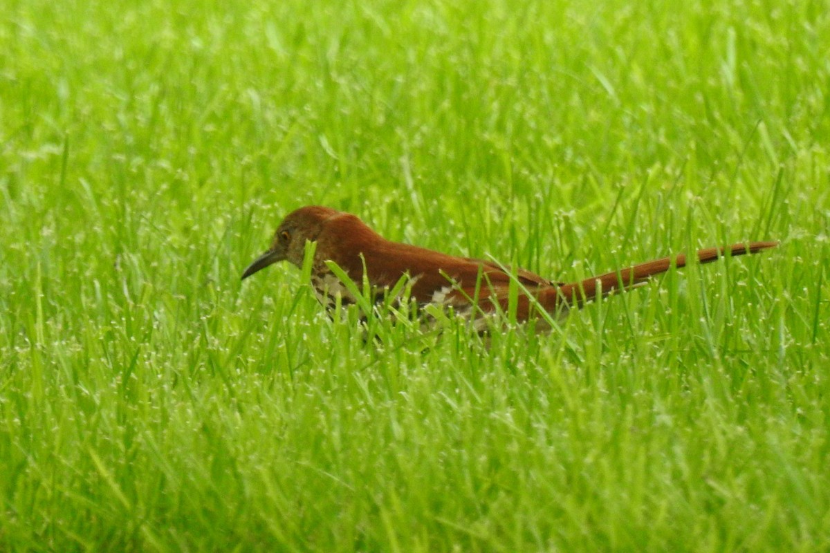 Brown Thrasher - ML644279941