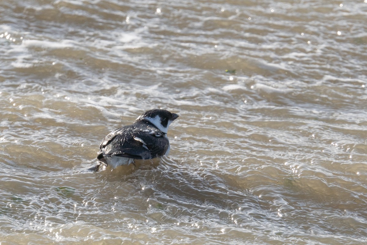 Люрик - ML644279945