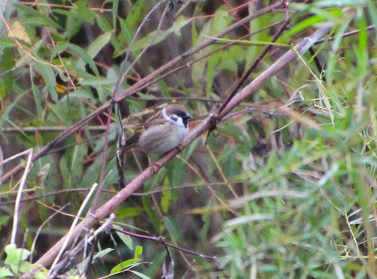 Ağaç Serçesi - ML644279947