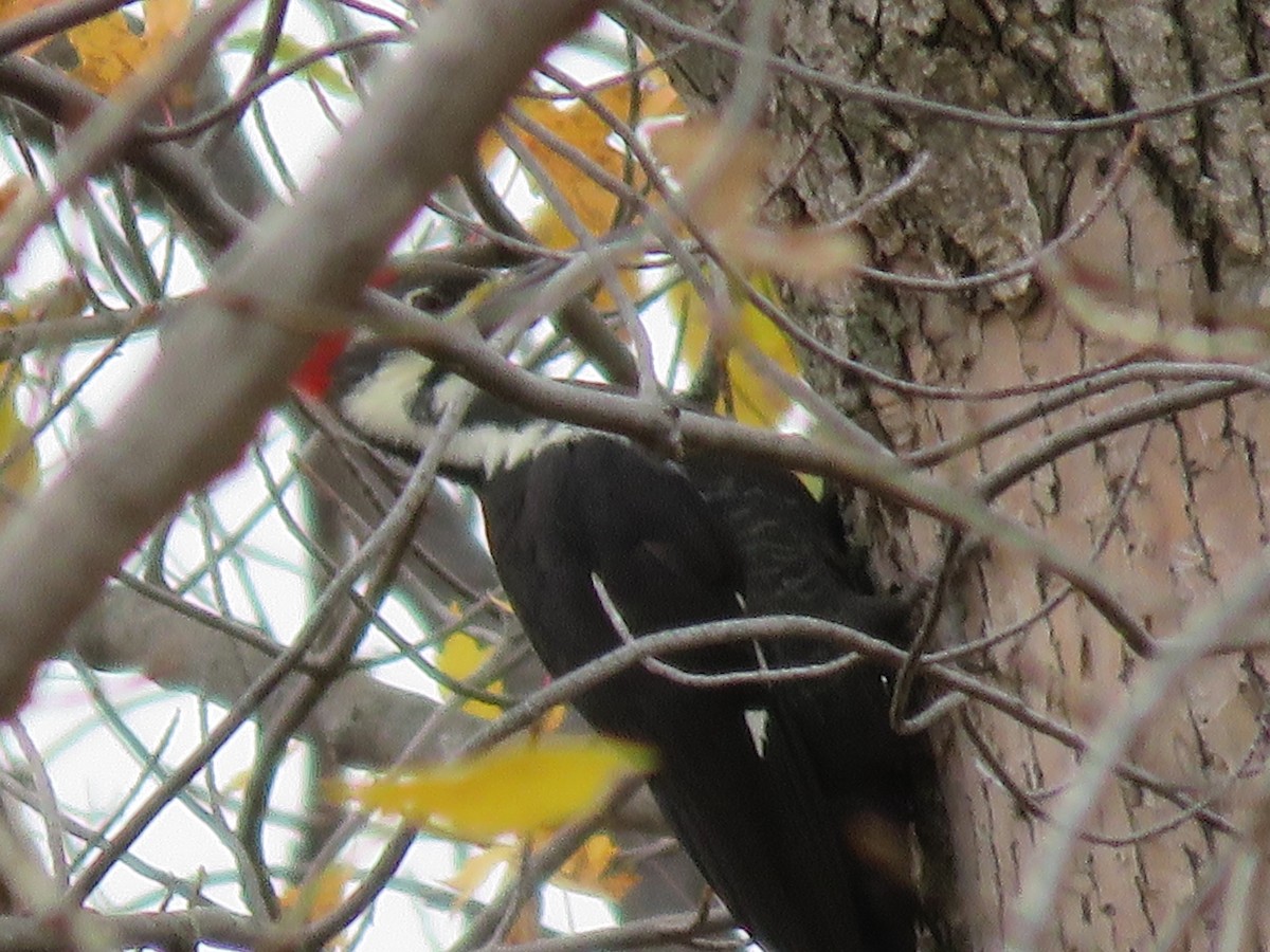 Pileated Woodpecker - ML644279948