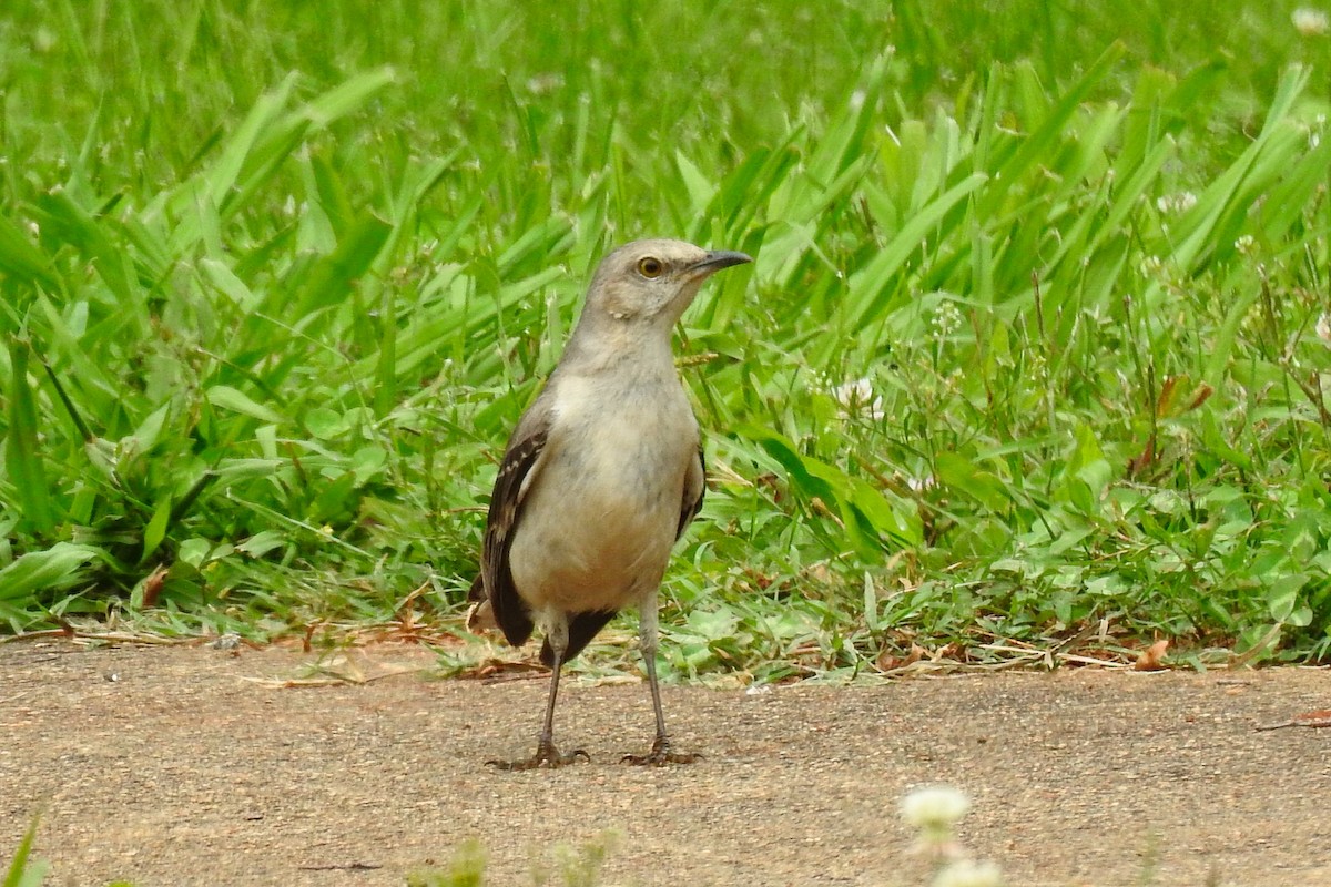 Northern Mockingbird - ML644279954