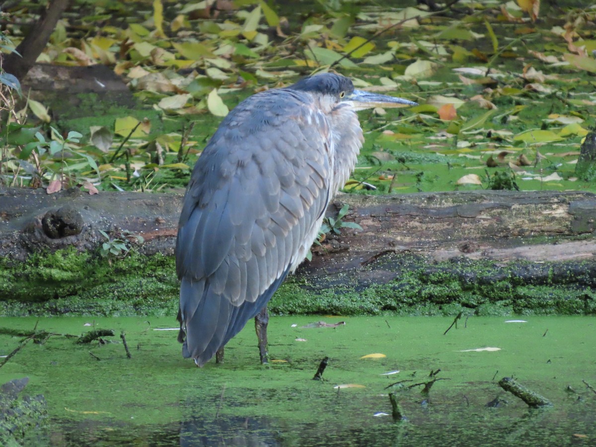 Great Blue Heron - ML644279956