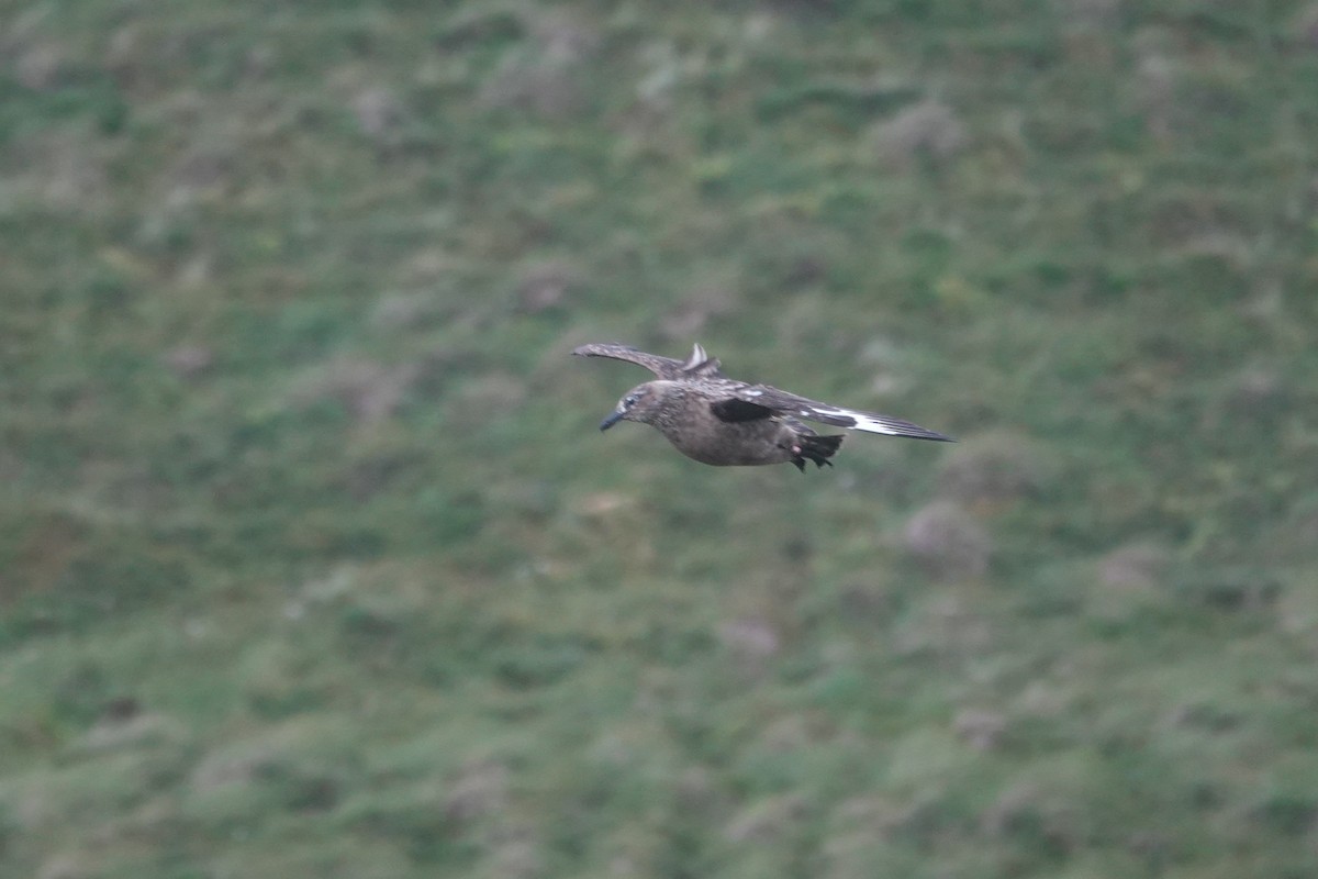Great Skua - ML644279964