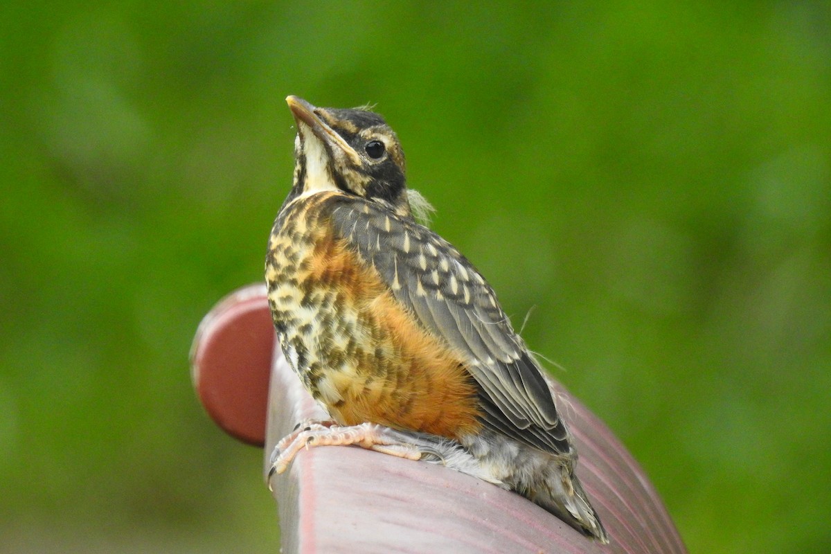 vandretrost - ML644279975