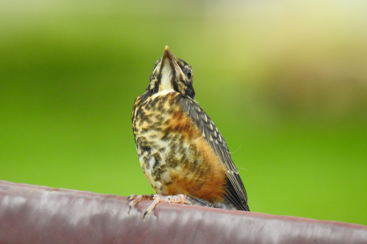 vandretrost - ML644279976