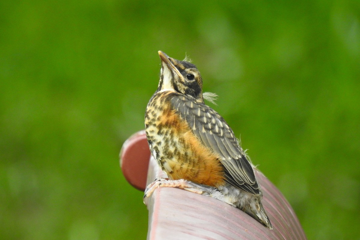 vandretrost - ML644279977