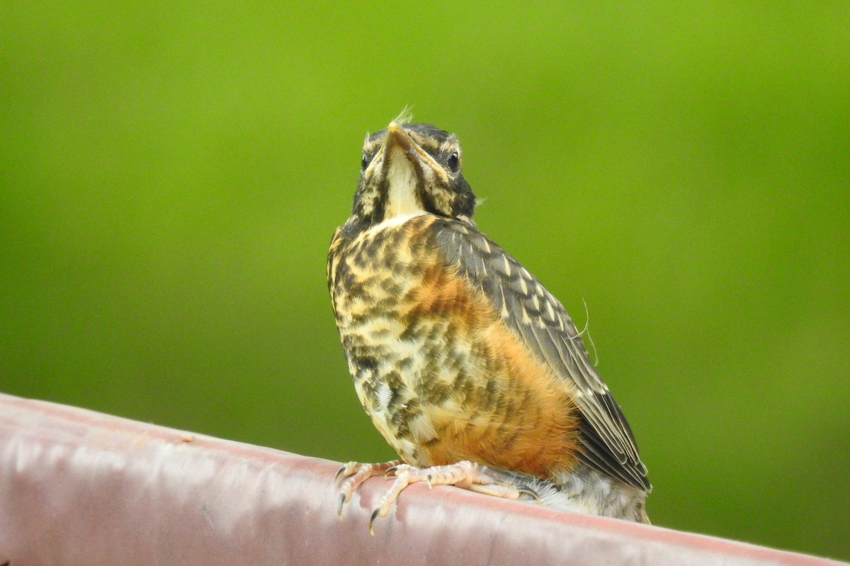 vandretrost - ML644279978