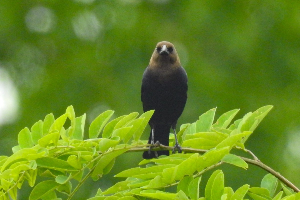 Brown-headed Cowbird - ML644280004