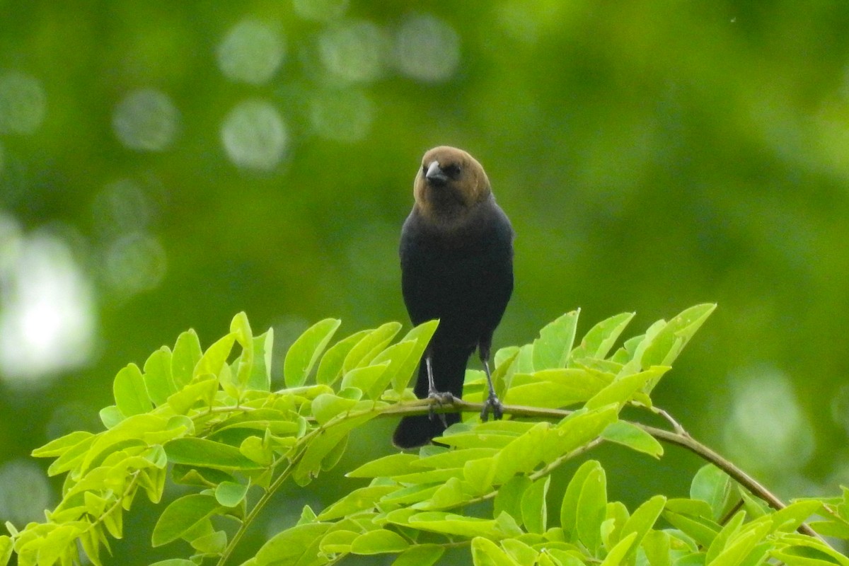 Brown-headed Cowbird - ML644280005