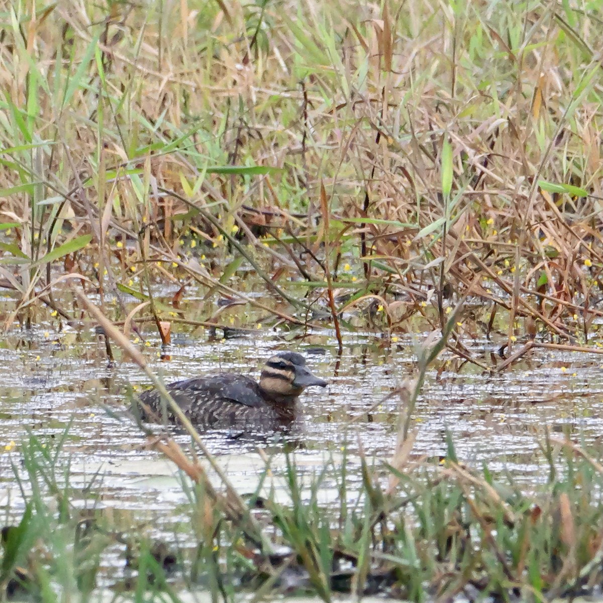 maskeand - ML644280006