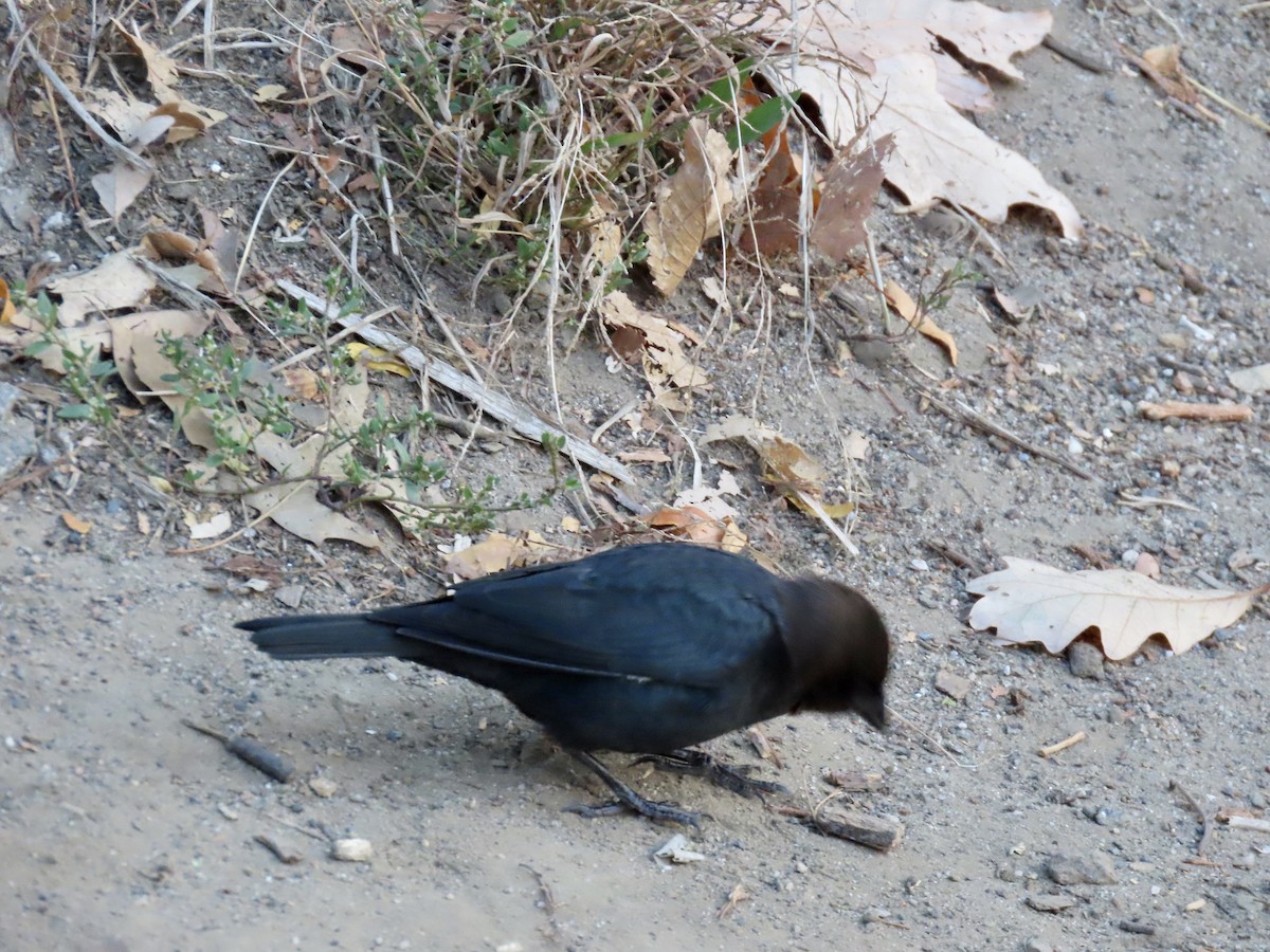 Brown-headed Cowbird - ML644280012