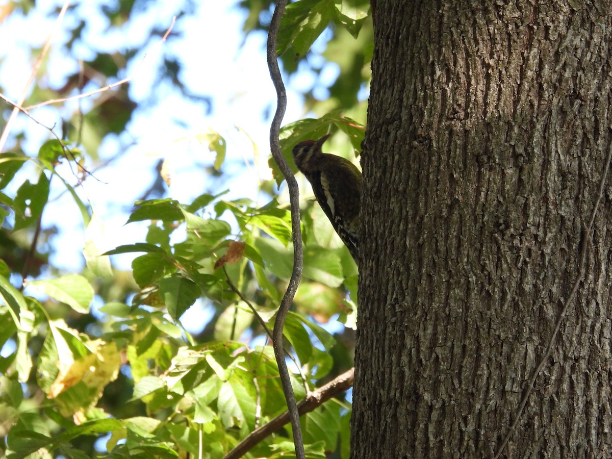 Yellow-bellied Sapsucker - ML644280017