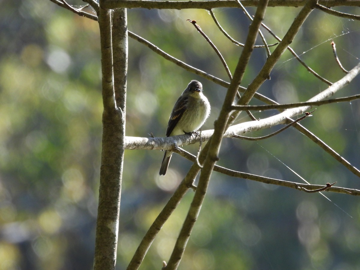 Eastern Wood-Pewee - ML644280038