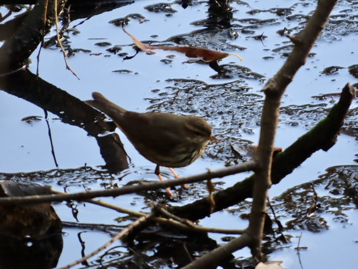 Northern Waterthrush - ML644280039