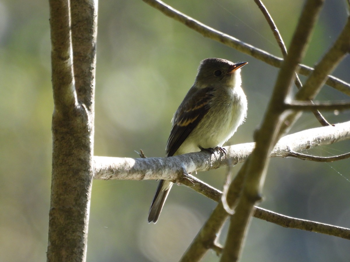 Eastern Wood-Pewee - ML644280040