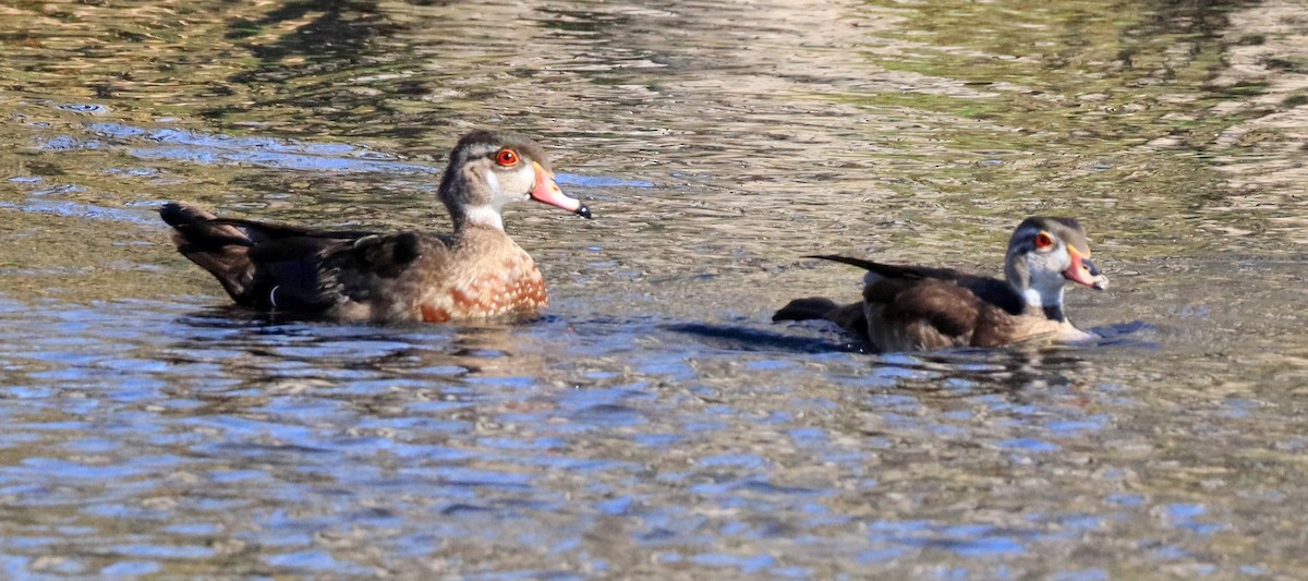 Wood Duck - ML644280050