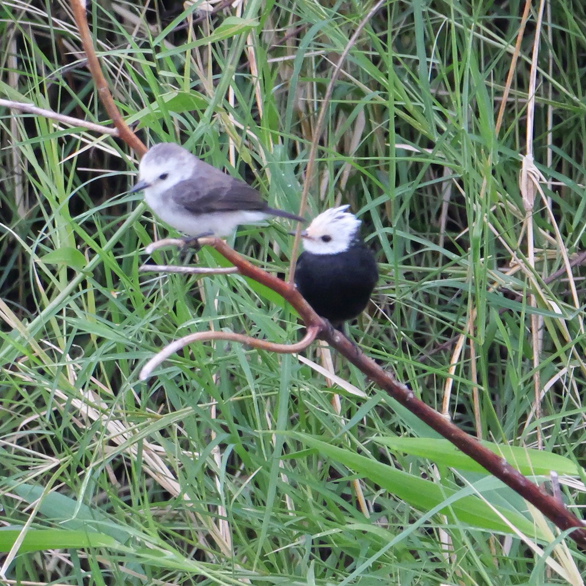 White-headed Marsh Tyrant - ML644280056