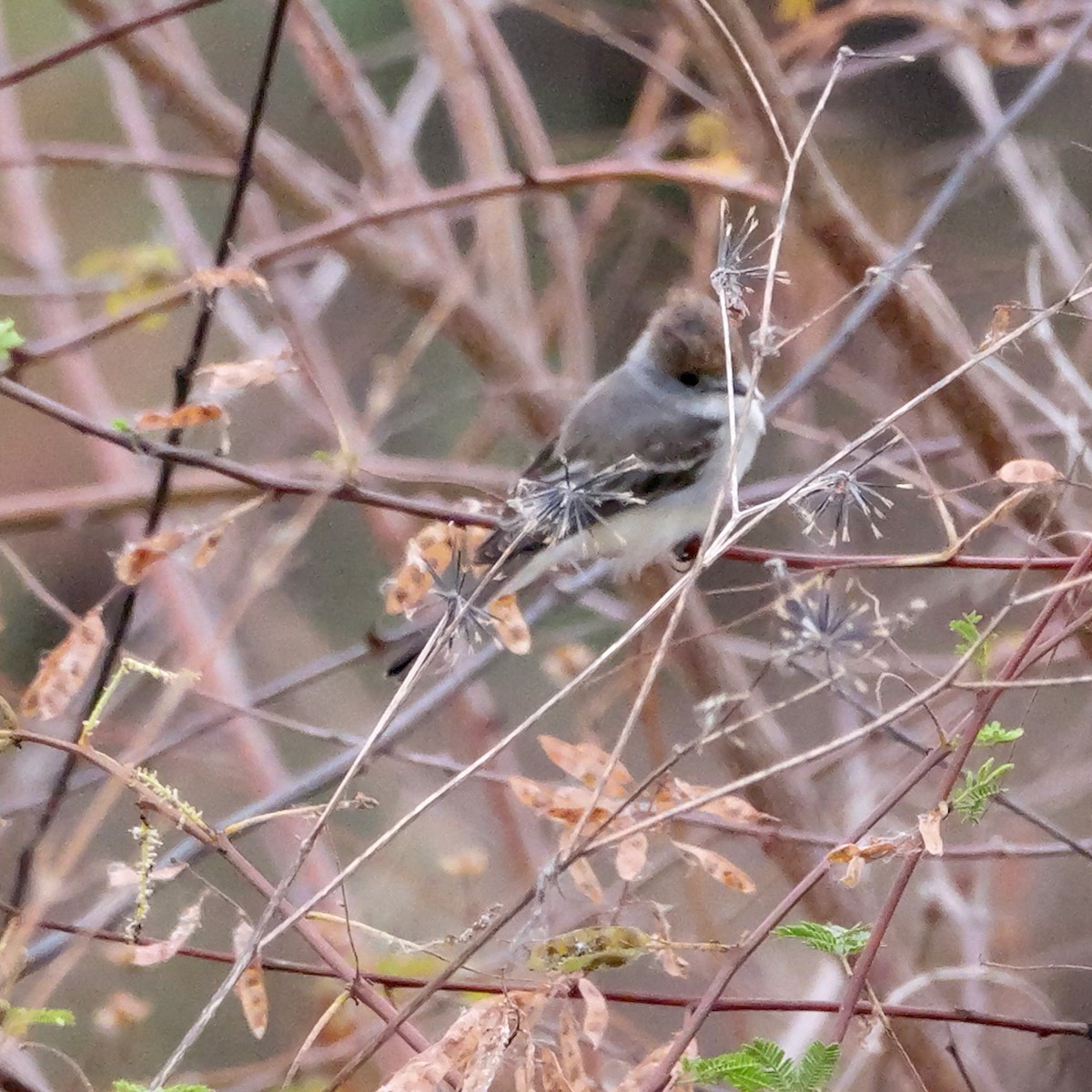 Kappenbekarde - ML644280070