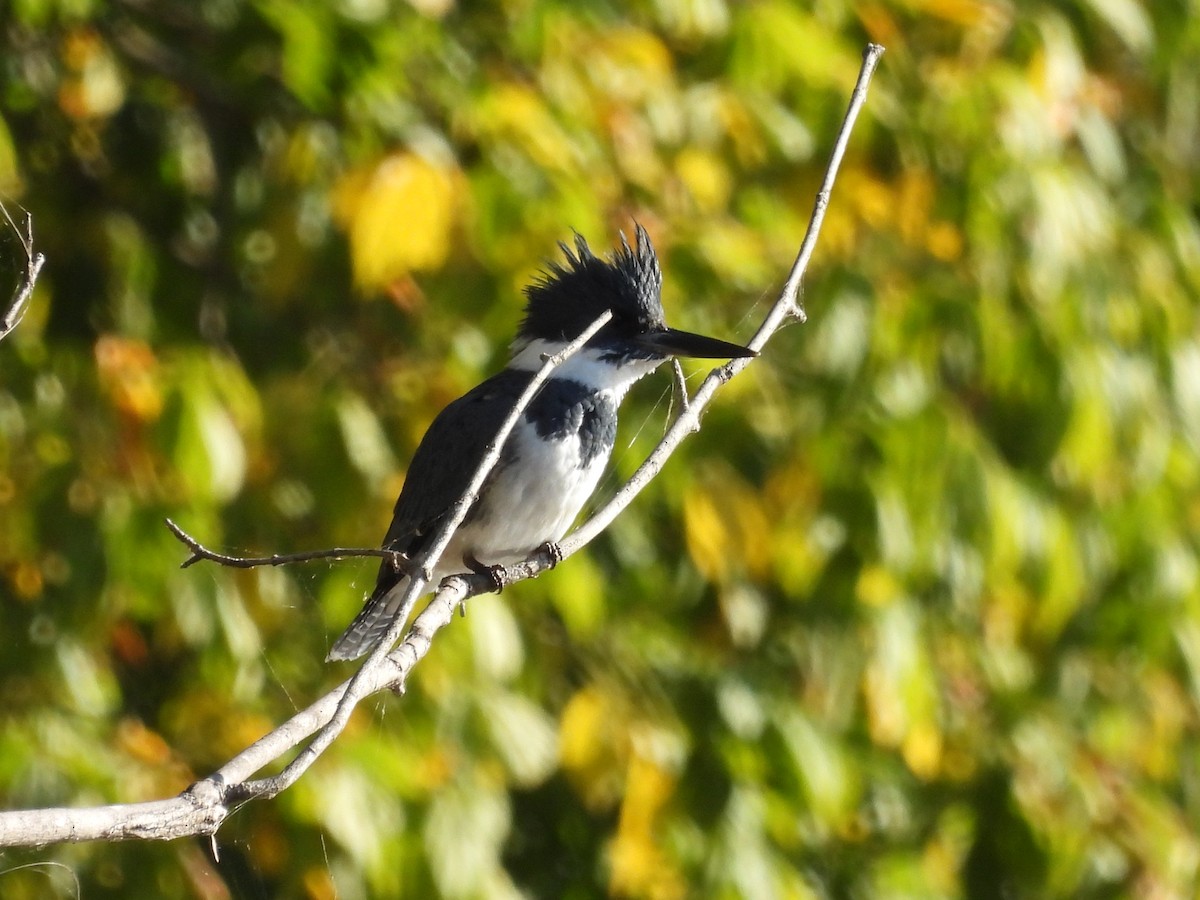 Belted Kingfisher - ML644280074