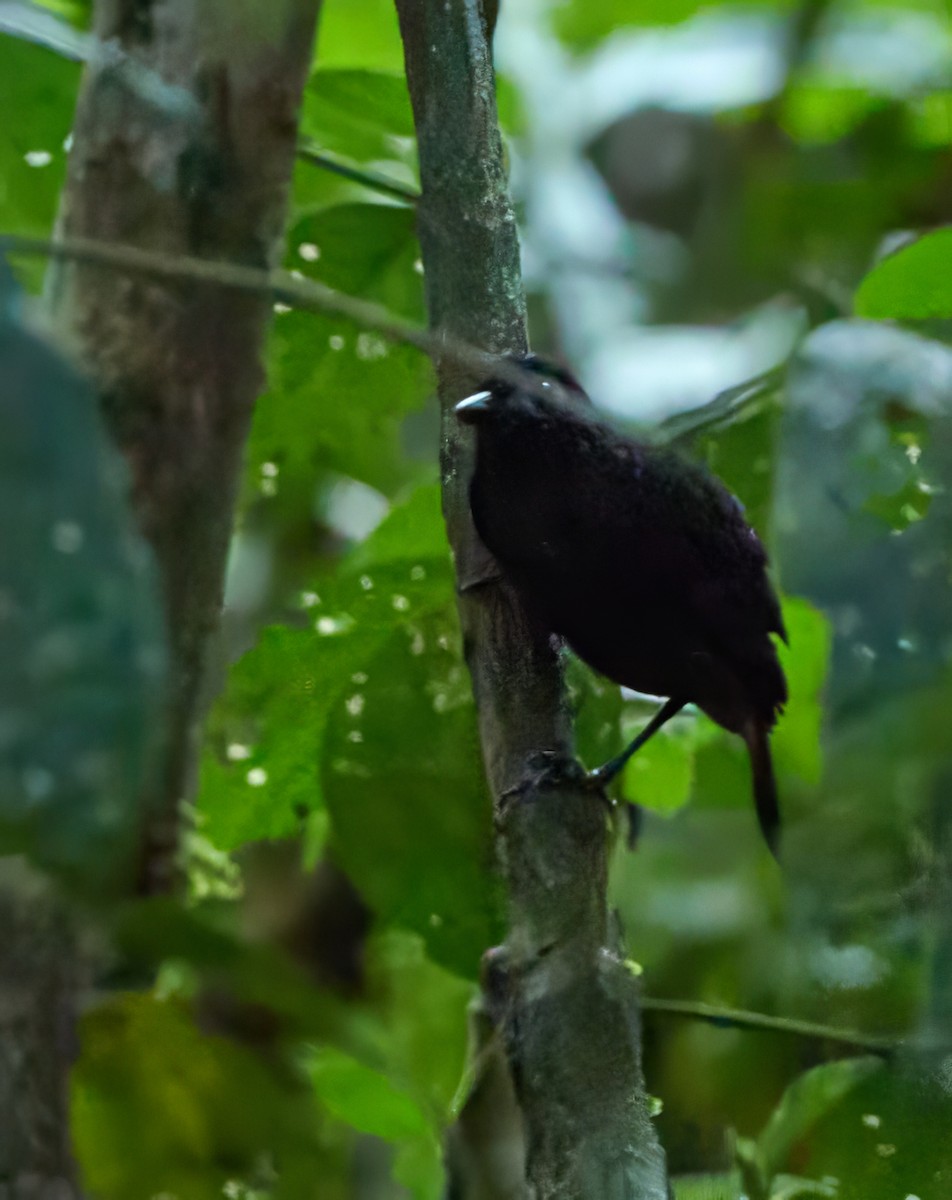 Sooty Antbird - ML644280084