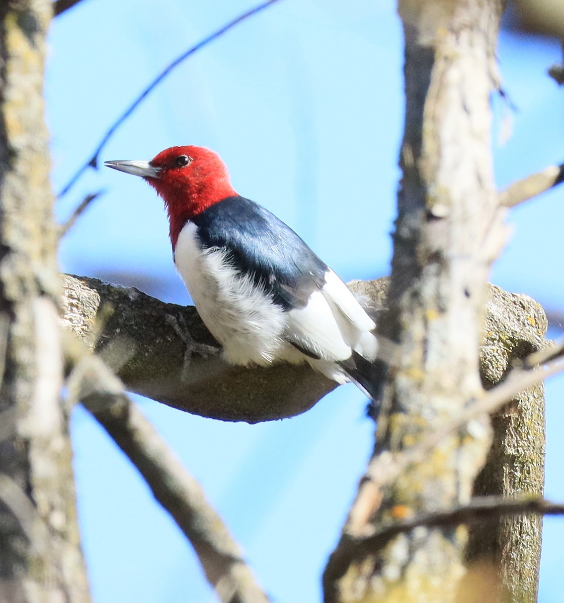 Red-headed Woodpecker - ML644280085